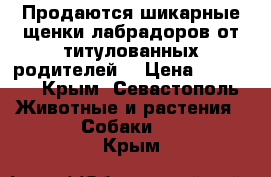 Продаются шикарные щенки лабрадоров от титулованных родителей. › Цена ­ 15 000 - Крым, Севастополь Животные и растения » Собаки   . Крым